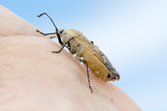 Microspilus proximus