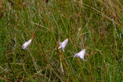 Dierama latifolium