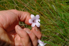 Dierama latifolium