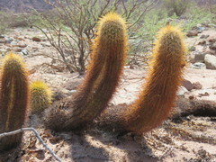 Trichocereus angelesiae