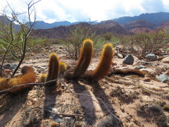 Trichocereus angelesiae