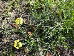 Lomatium caruifolium