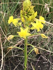 Bulbine capitata