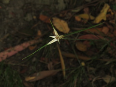 Rhynchospora blepharophora