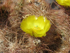 Tephrocactus weberi