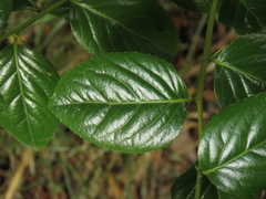 Xylosma spiculifera