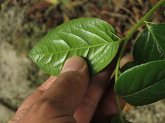 Xylosma spiculifera