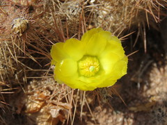 Tephrocactus weberi