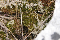 Campylopus bartramiaceus