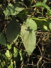 Varronia cylindrostachya