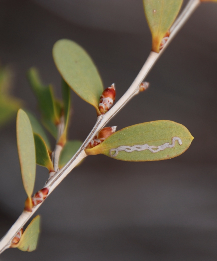 Myrtle Leafminer Moth