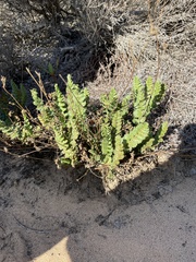 Horkelia cuneata puberula