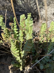 Horkelia cuneata puberula