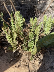 Horkelia cuneata puberula