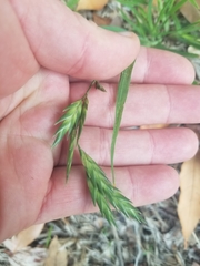 Bromus catharticus