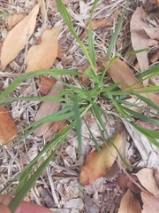Bromus catharticus