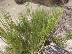 Senna crassiramea