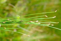 Eleocharis dregeana