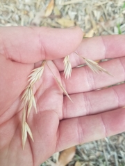 Bromus catharticus