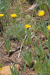Agoseris glauca glauca