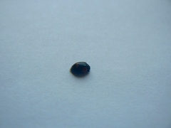 Coccinellidae