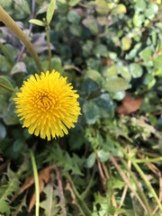 Taraxacum officinale