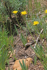 Agoseris glauca glauca