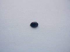Coccinellidae