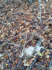 Ibervillea hypoleuca