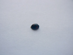Coccinellidae