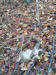 Ibervillea hypoleuca