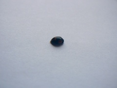 Coccinellidae
