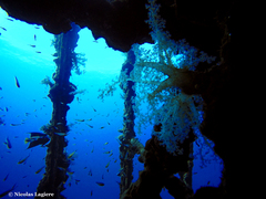 Dendronephthya hemprichi