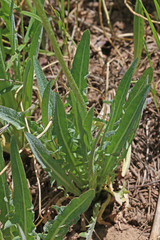 Agoseris glauca glauca