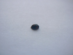 Coccinellidae