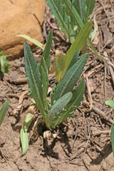 Agoseris glauca glauca