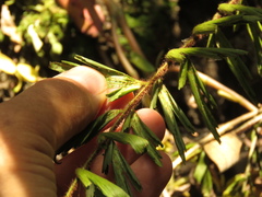 Asplenium praemorsum