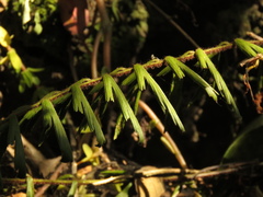 Asplenium praemorsum