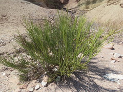 Senna crassiramea