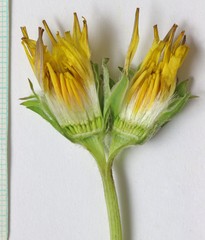 Agoseris glauca glauca