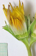 Agoseris glauca glauca