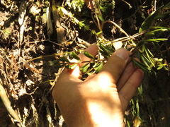 Asplenium praemorsum