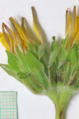 Agoseris glauca glauca