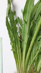 Agoseris glauca glauca