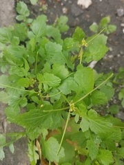 Sisymbrium irio