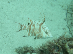 Hogfish photo 2
