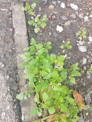 Sisymbrium irio