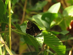 Panyapedaliodes drymaea