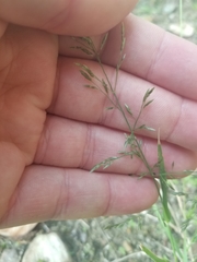 Eragrostis cilianensis