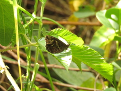 Panyapedaliodes drymaea